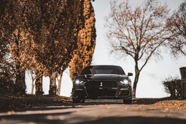 Casino Lion Wins Aip Android/iOS